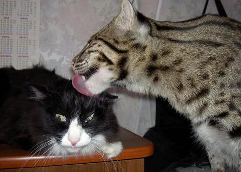 乐鱼体育app下载地址-拉恩:他让全黑队的外线进攻充满了极速与爆发,防线根本无法阻挡